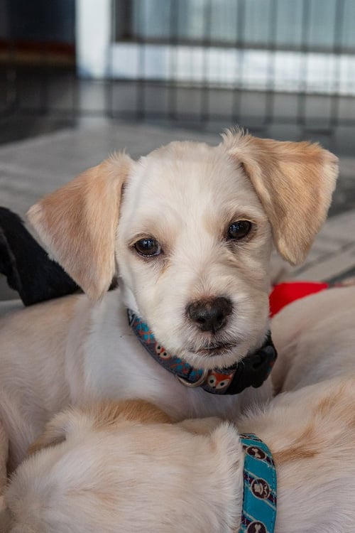 FARLEY - Cocker Spaniel available for adoption