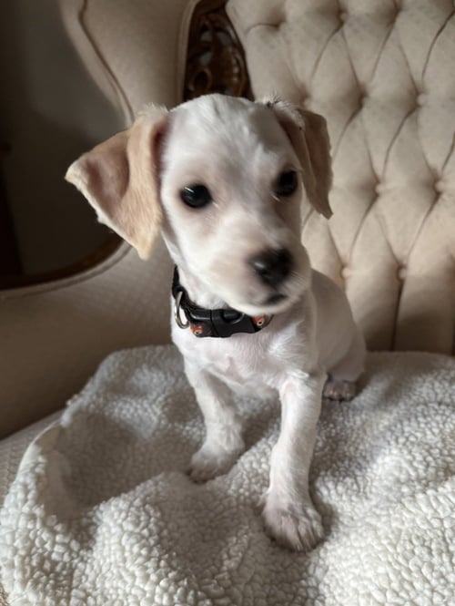 FARLEY - Cocker Spaniel available for adoption