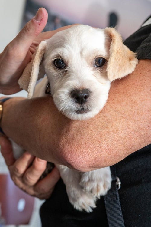 FARLEY - Cocker Spaniel available for adoption