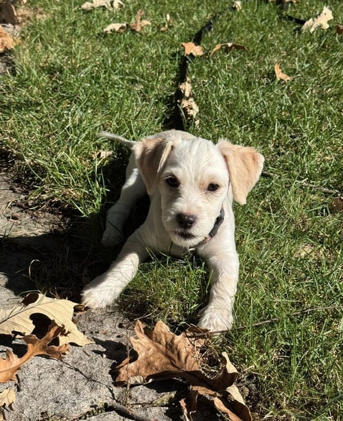 FARLEY - Cocker Spaniel available for adoption