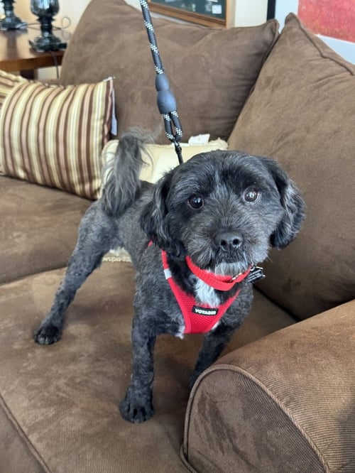 EMILIO - Shih Tzu available for adoption