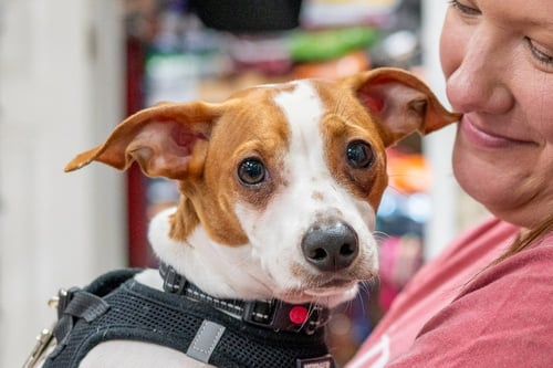 CHESTER - Jack Russell Terrier / Chihuahua available for adoption