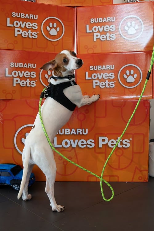 CHESTER - Jack Russell Terrier / Chihuahua available for adoption