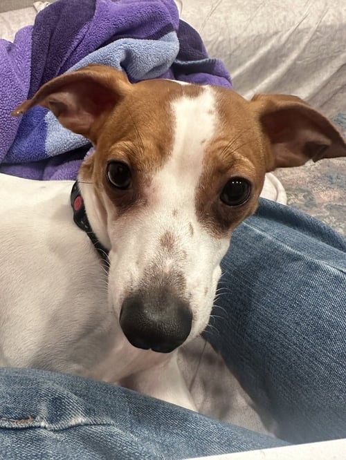 CHESTER - Jack Russell Terrier / Chihuahua available for adoption