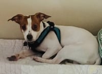 Chester - Photo 1