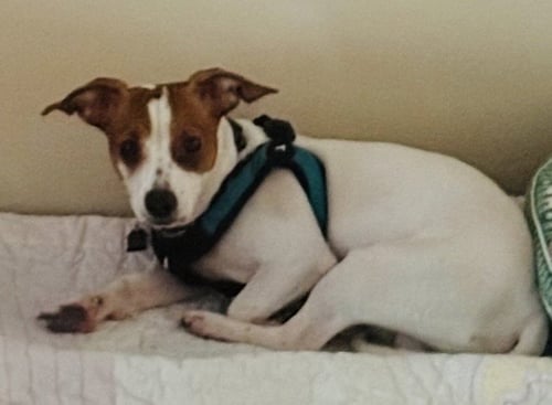CHESTER - Jack Russell Terrier / Chihuahua available for adoption