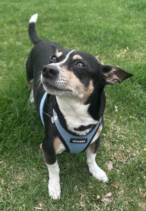 BAMM BAMM - Chihuahua available for adoption
