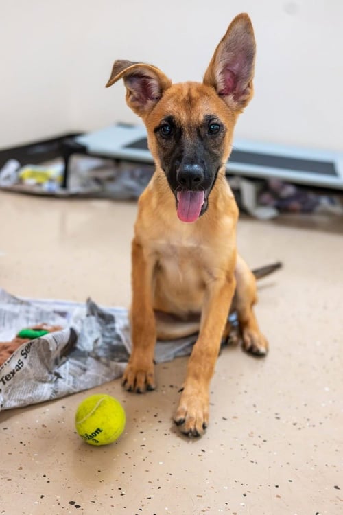 DORA - Shepherd available for adoption
