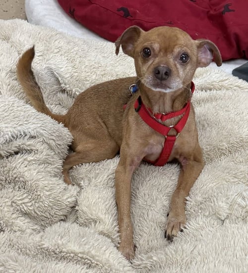 RUSS - Chihuahua available for adoption