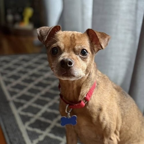 RUSS - Chihuahua available for adoption