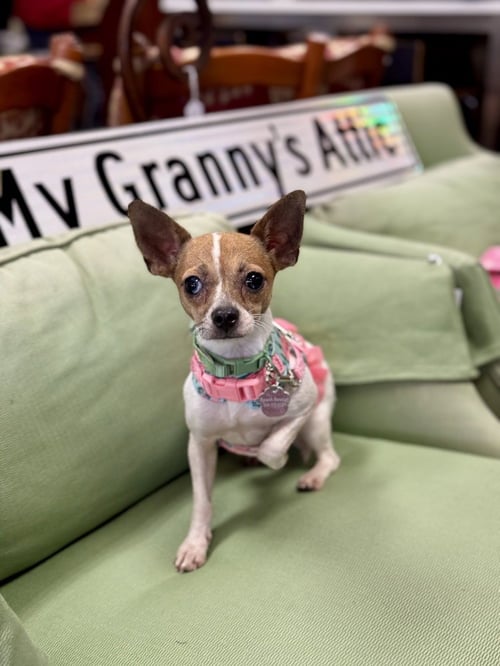 HANA - Chihuahua available for adoption