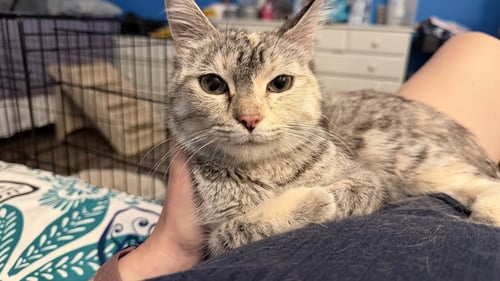 DUCHESS - Calico available for adoption