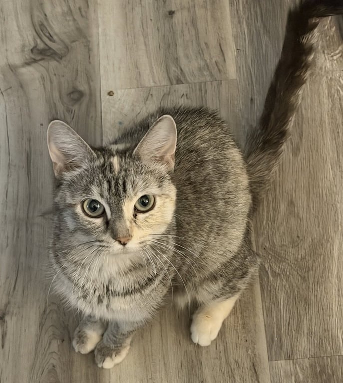 Duchess Image