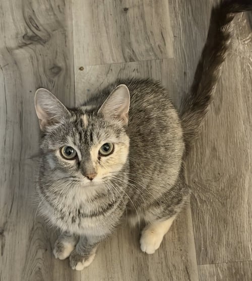 DUCHESS - Calico available for adoption