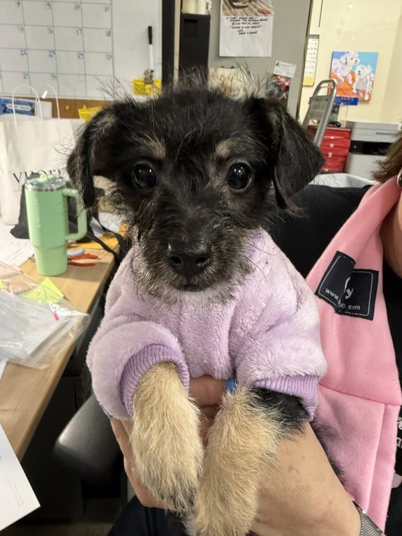 Pippa Image