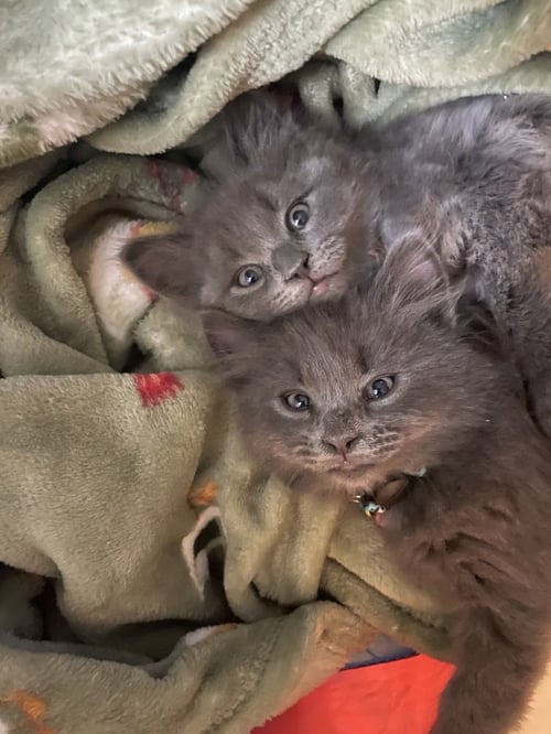 ACORN - Chartreux available for adoption