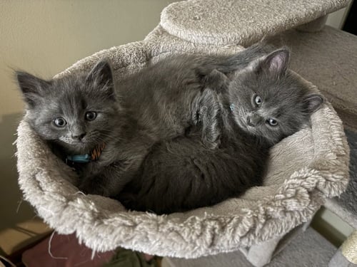 ACORN - Chartreux available for adoption