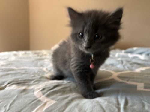 ACORN - Chartreux available for adoption