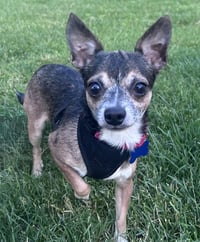 Sonny Bono - Photo 1
