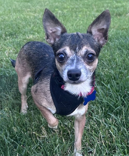 SONNY BONO - Chihuahua available for adoption