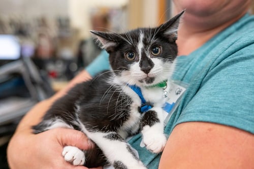 HAWKEYE - Domestic Short Hair available for adoption