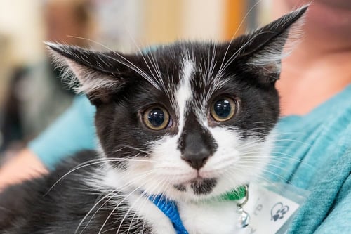 HAWKEYE - Domestic Short Hair available for adoption