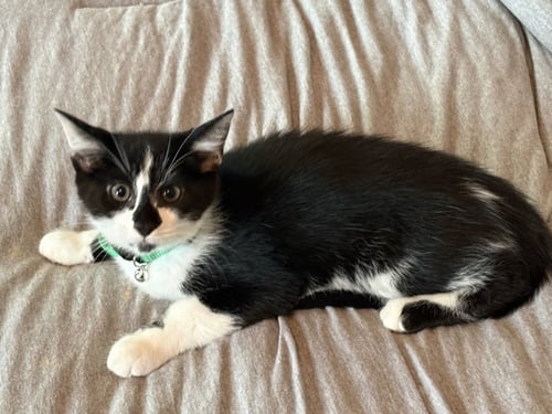 HAWKEYE - Domestic Short Hair available for adoption