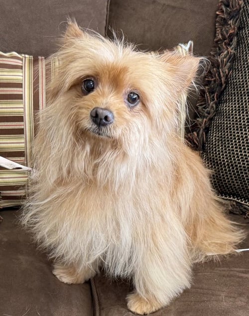ROSEMARY - Yorkshire Terrier Yorkie available for adoption