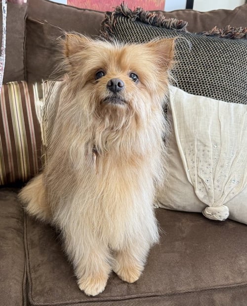 ROSEMARY - Yorkshire Terrier Yorkie available for adoption