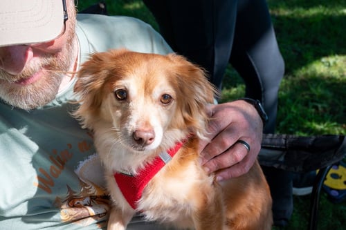 MAC N CHEESE - Chihuahua / Dachshund available for adoption