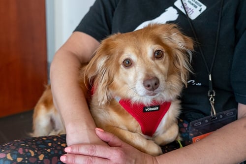 MAC N CHEESE - Chihuahua / Dachshund available for adoption