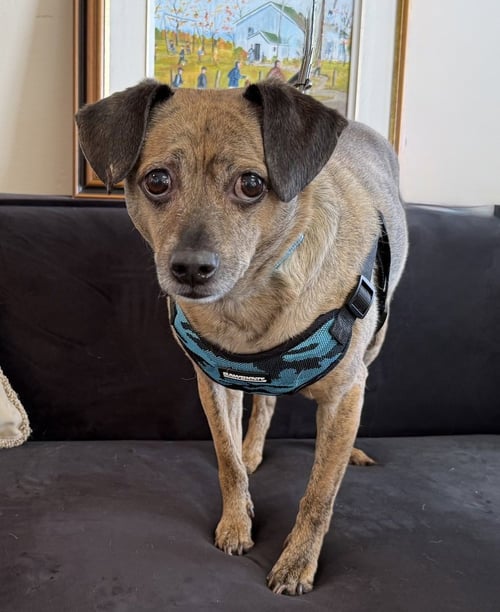 TIGER - Chihuahua available for adoption