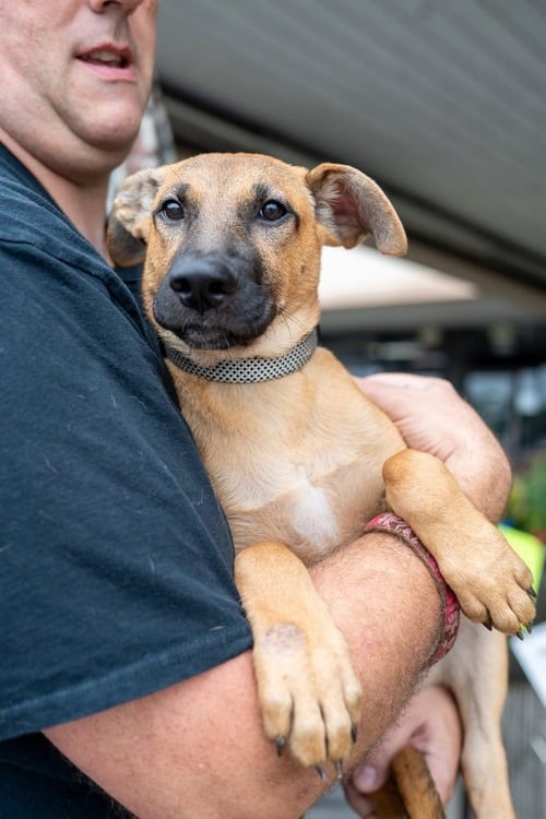 DUDLEY - Shepherd available for adoption