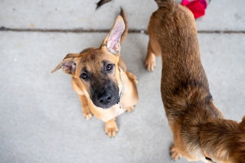 DUDLEY - Shepherd available for adoption