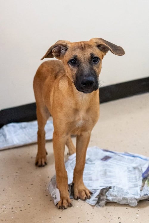 DUDLEY - Shepherd available for adoption