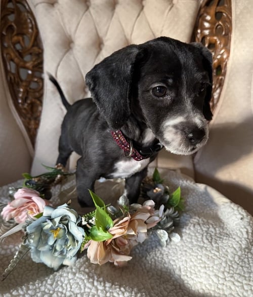ARLENE - Cocker Spaniel available for adoption