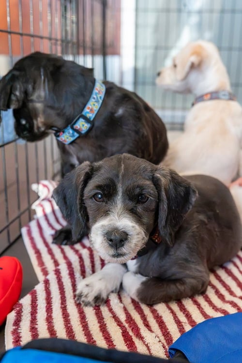 ARLENE - Cocker Spaniel available for adoption