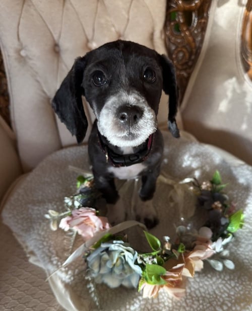 ARLENE - Cocker Spaniel available for adoption
