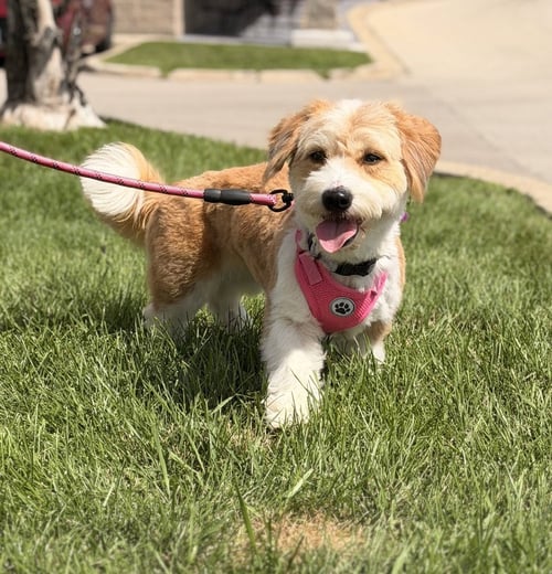 CHIVE - Terrier available for adoption