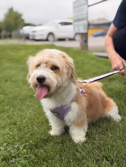 CHIVE - Terrier available for adoption
