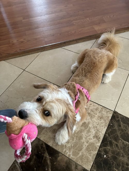 CHIVE - Terrier available for adoption