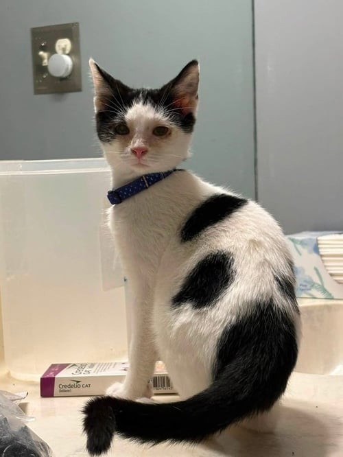 BOBBER - Domestic Short Hair available for adoption