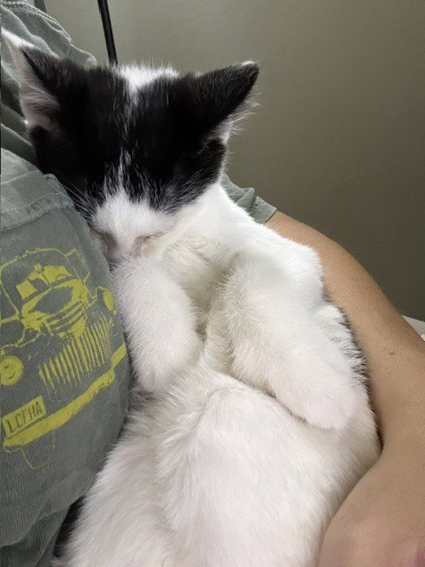 BOBBER - Domestic Short Hair available for adoption