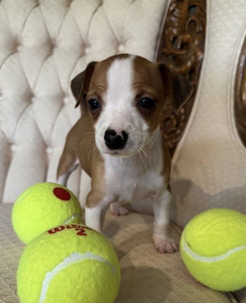 ACE - Chihuahua available for adoption