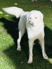 Gus - Photo 2