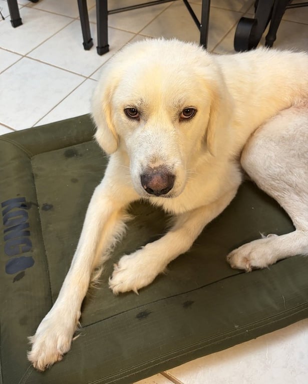Gus Image