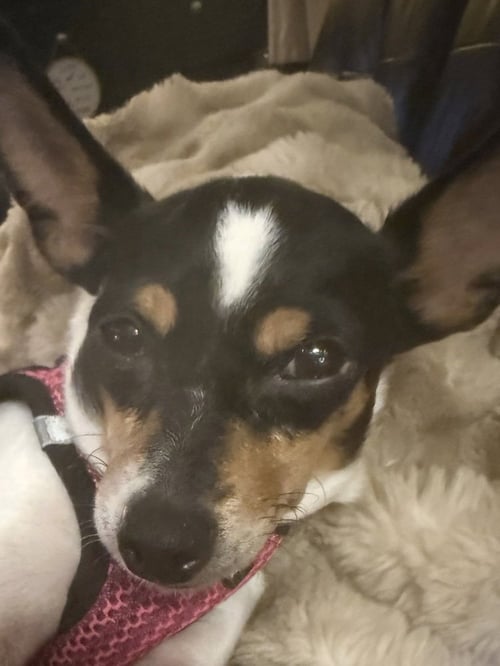 MAGPIE - Chihuahua / Rat Terrier available for adoption