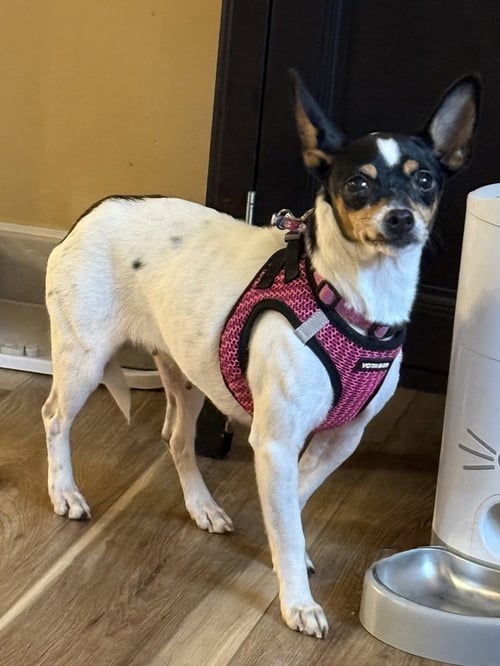 MAGPIE - Chihuahua / Rat Terrier available for adoption