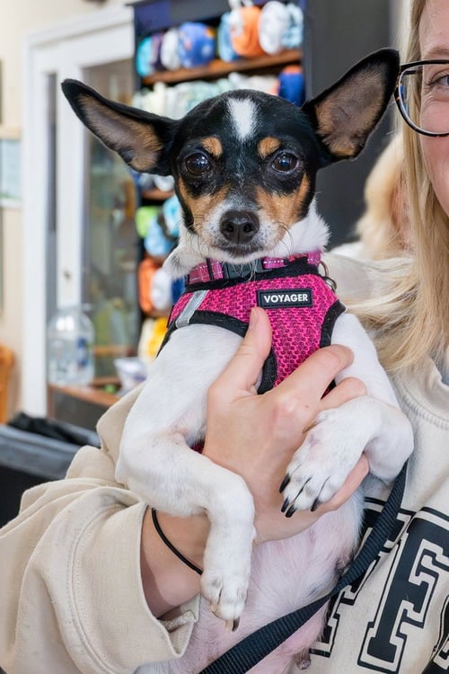 MAGPIE - Chihuahua / Rat Terrier available for adoption