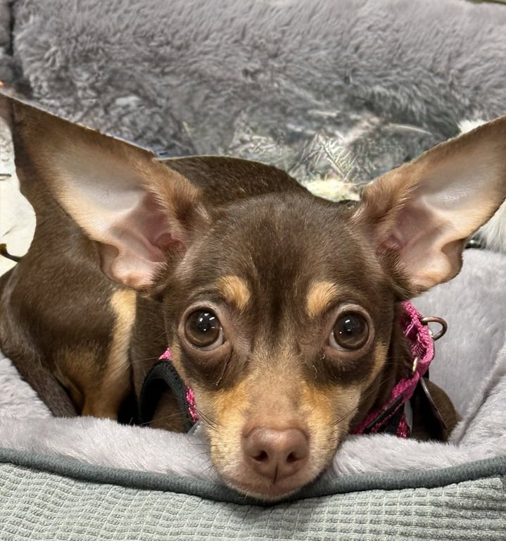 Millie Mae Image